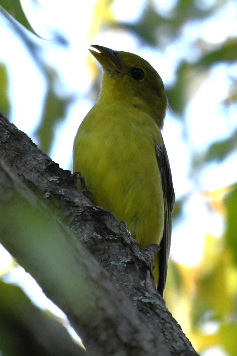 Scarlet Tanager - ML642130225