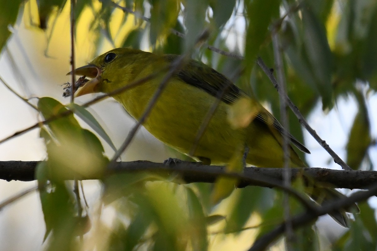 Scarlet Tanager - ML642130226