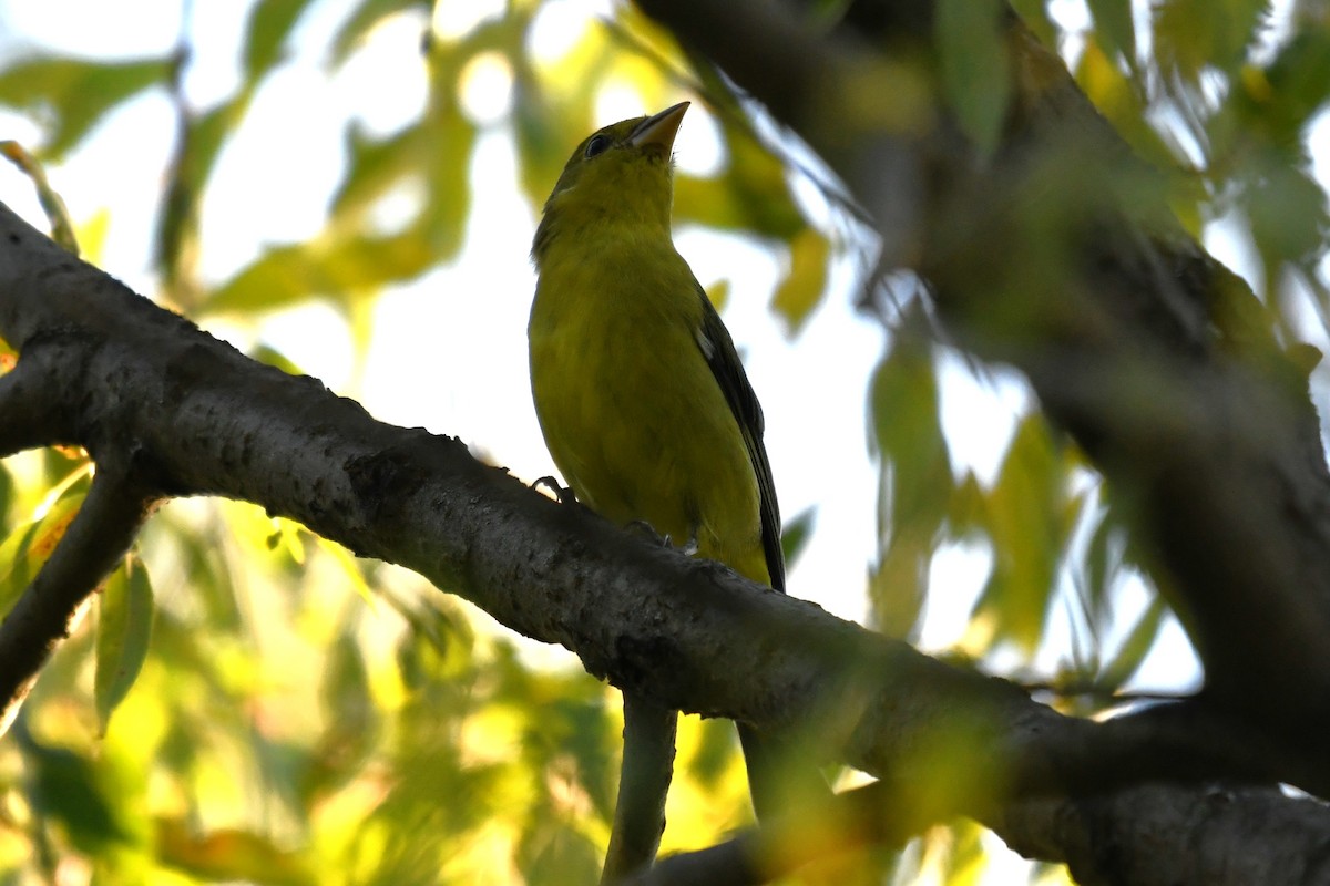 Scarlet Tanager - ML642130227