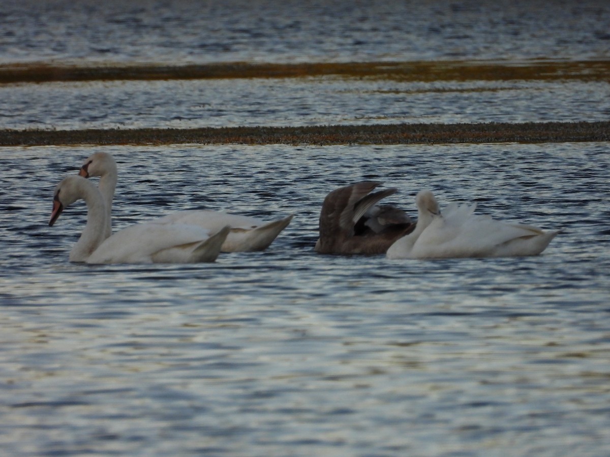 Cygne tuberculé - ML642130245