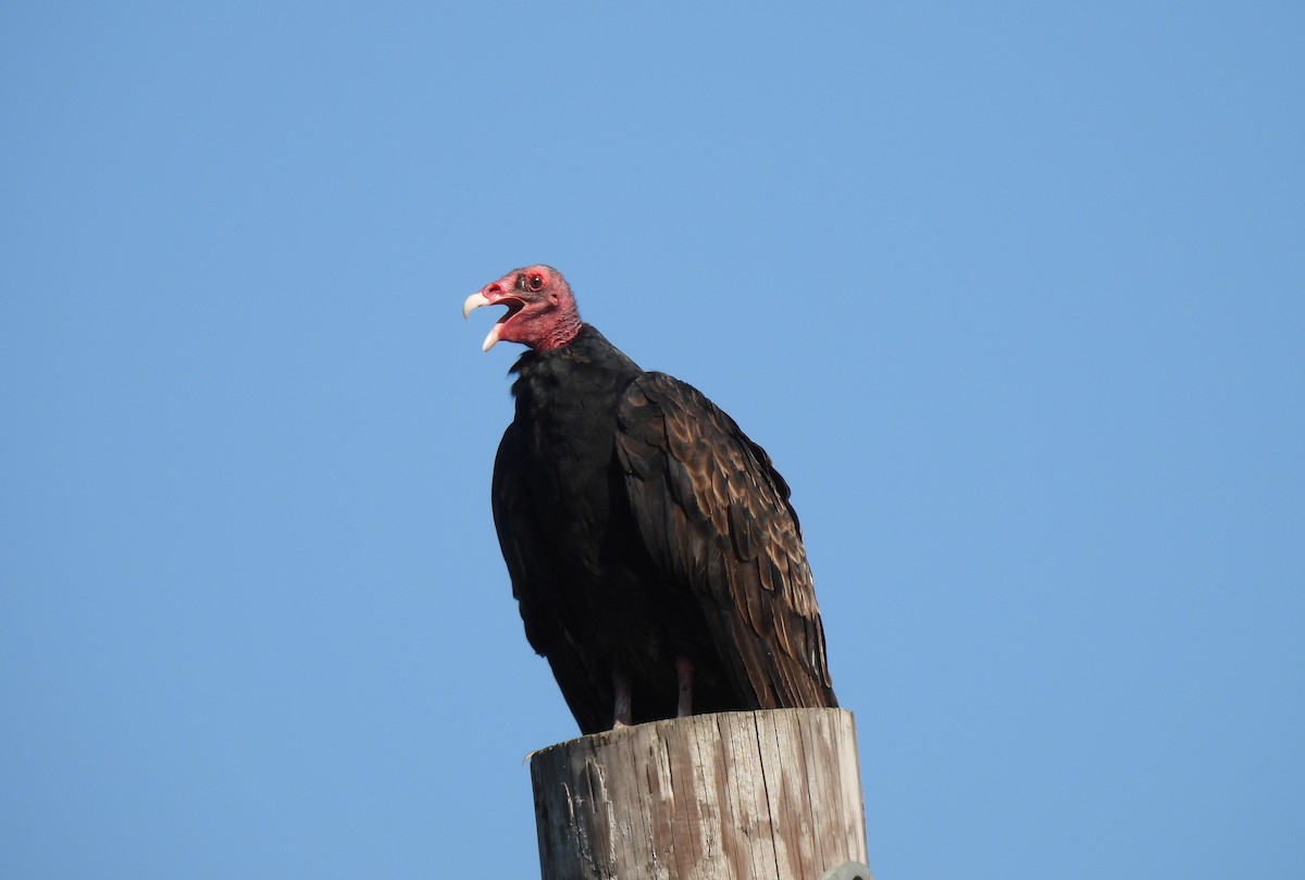 Turkey Vulture - ML642130249