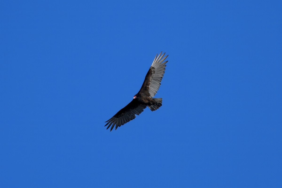 Aura Gallipavo - ML642130252
