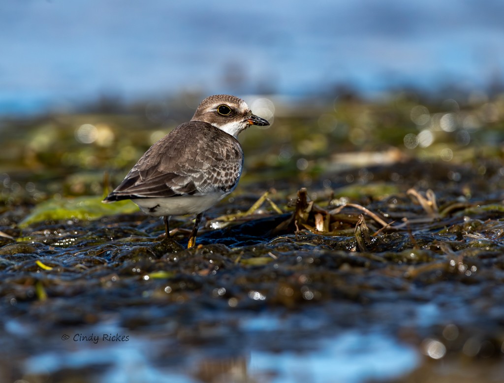 Semipalmated Plover - ML642130257
