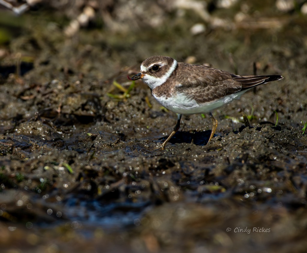 Semipalmated Plover - ML642130258