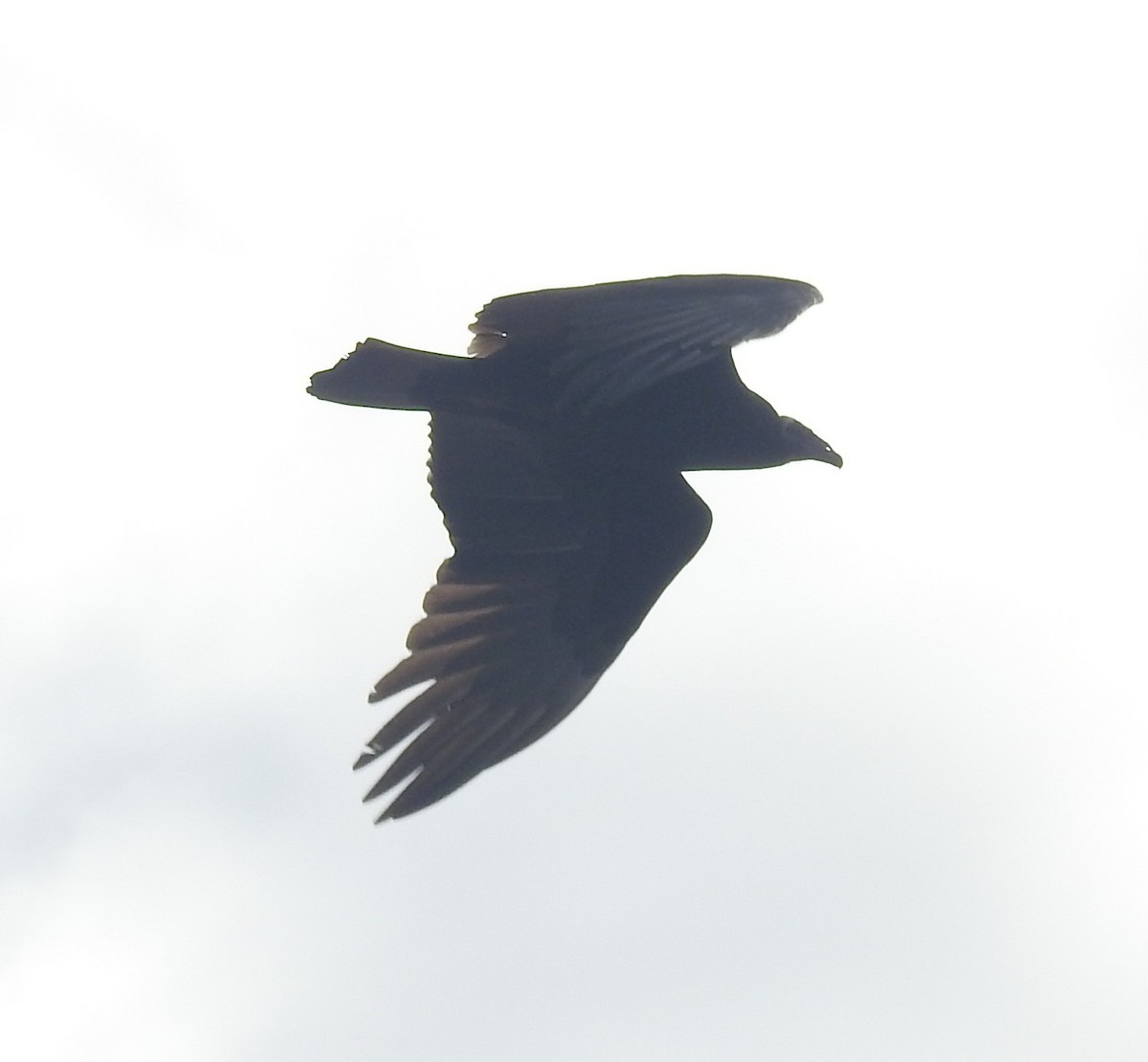 Turkey Vulture - ML642130267