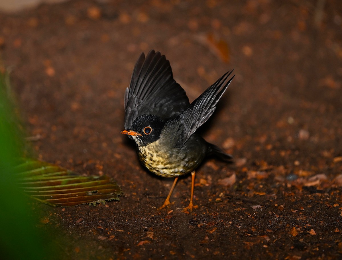Speckled Nightingale-Thrush - ML642130268