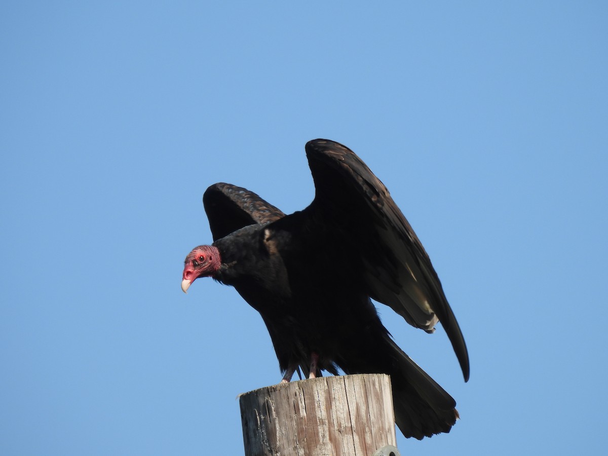 Turkey Vulture - ML642130271