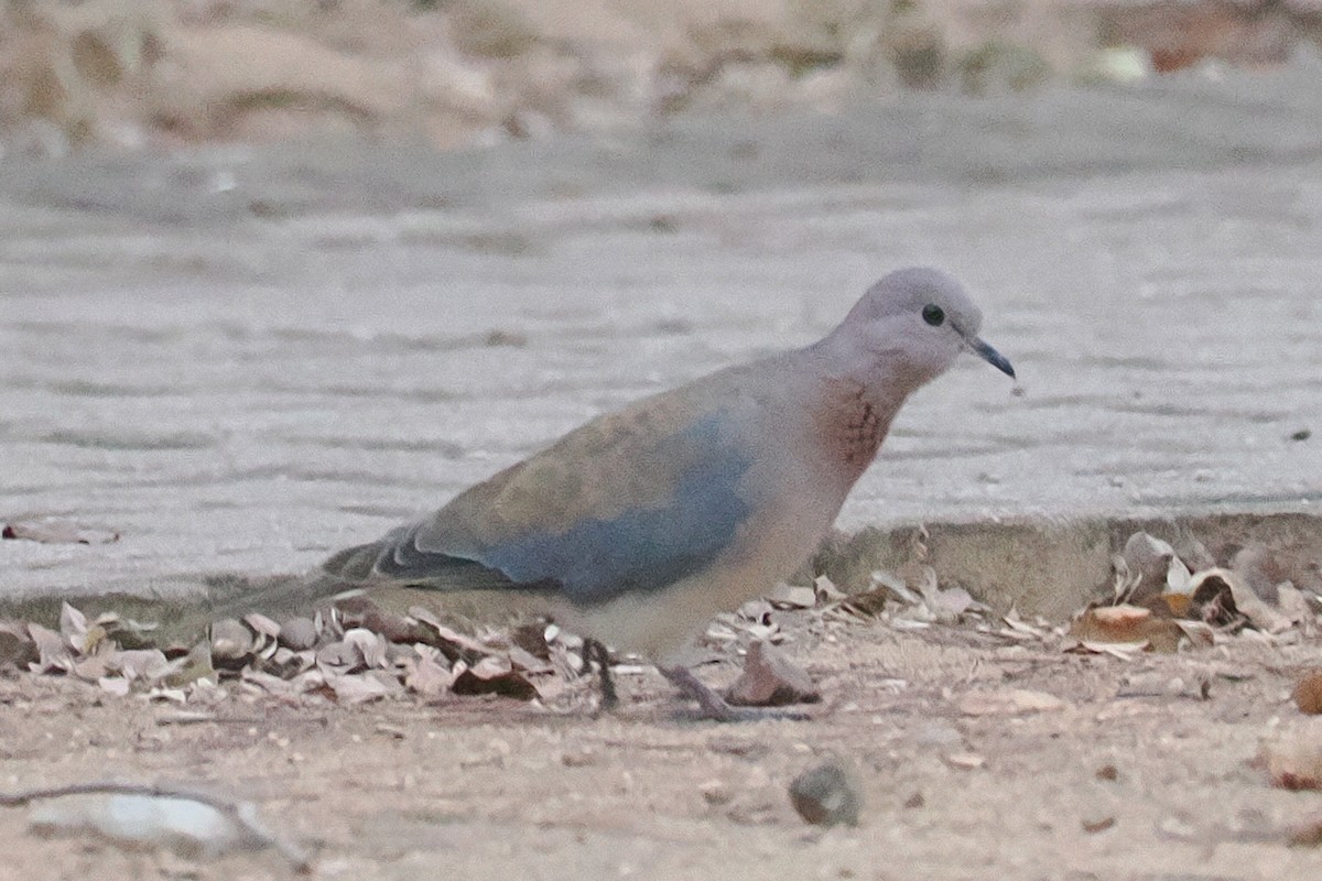 Küçük Kumru - ML642130322