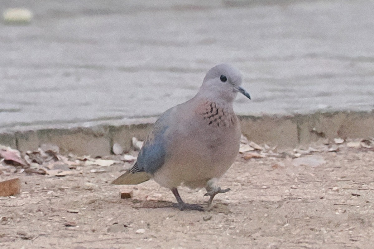 Küçük Kumru - ML642130323