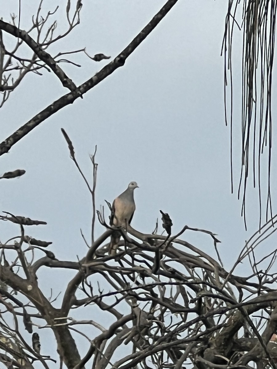 Bar-shouldered Dove - ML642130329