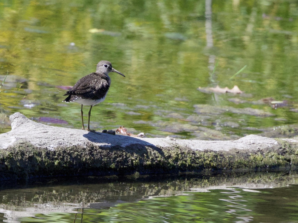 Einsiedelwasserläufer - ML642130336