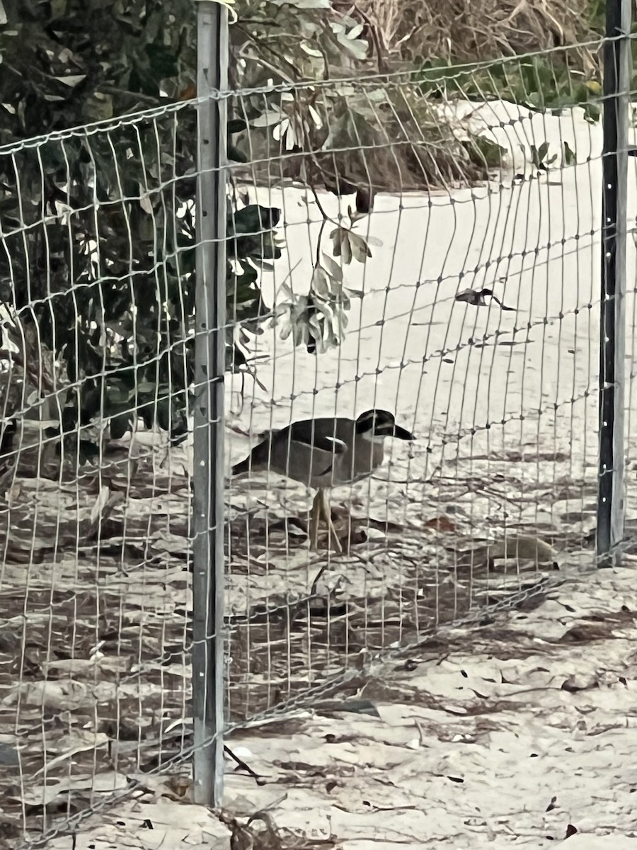 Beach Thick-knee - ML642130352