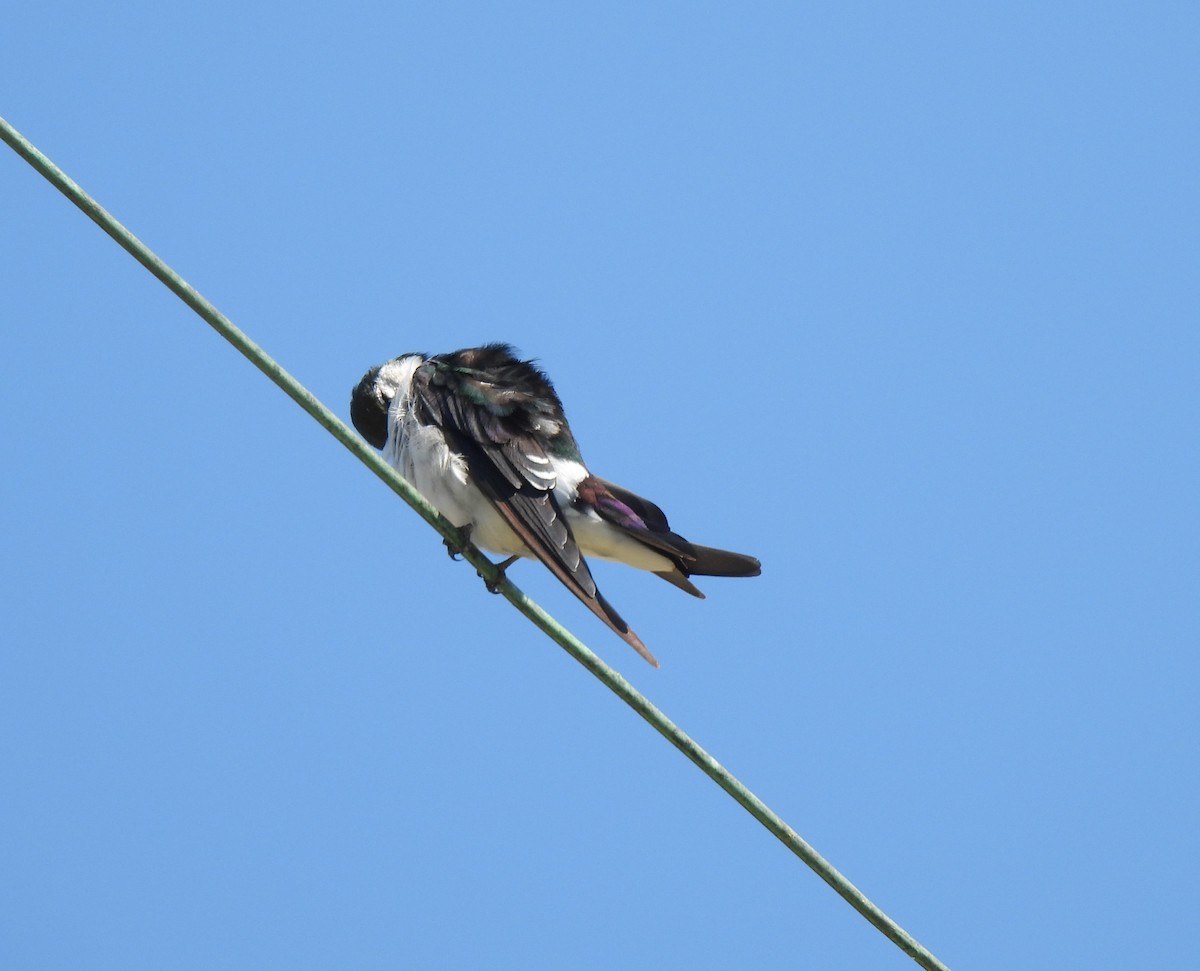 Violet-green Swallow - ML642130353