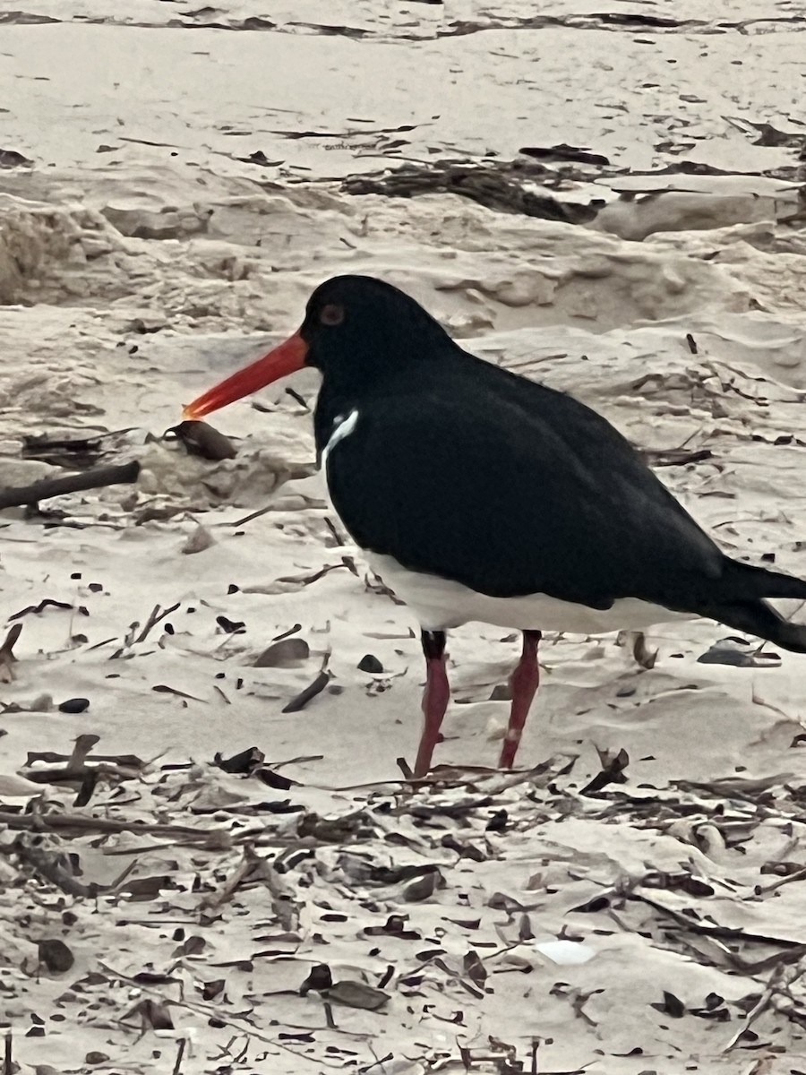 Pied Oystercatcher - ML642130363