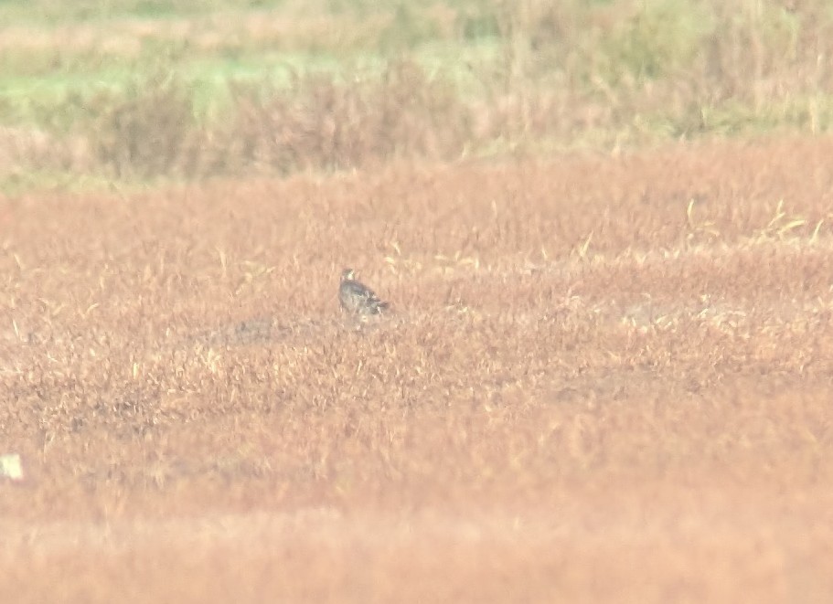 American Golden-Plover - ML642130365