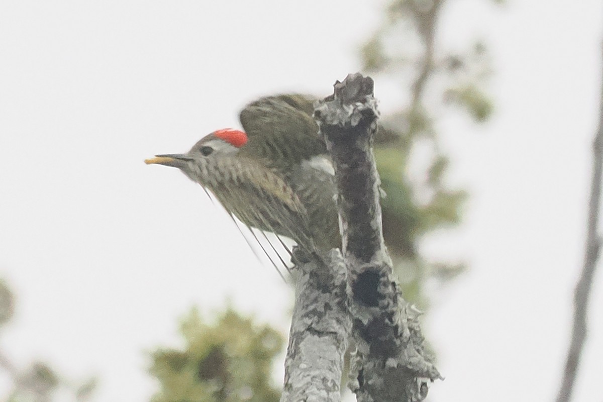 Cardinal Woodpecker - ML642130394