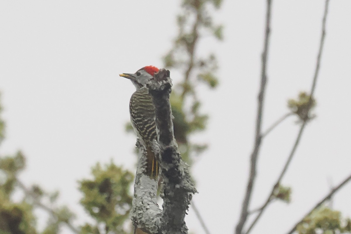 Cardinal Woodpecker - ML642130395