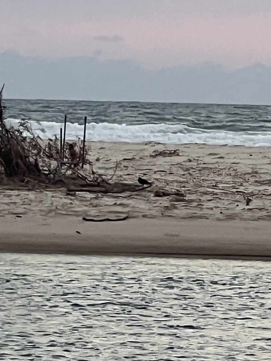 Sooty Oystercatcher - ML642130401