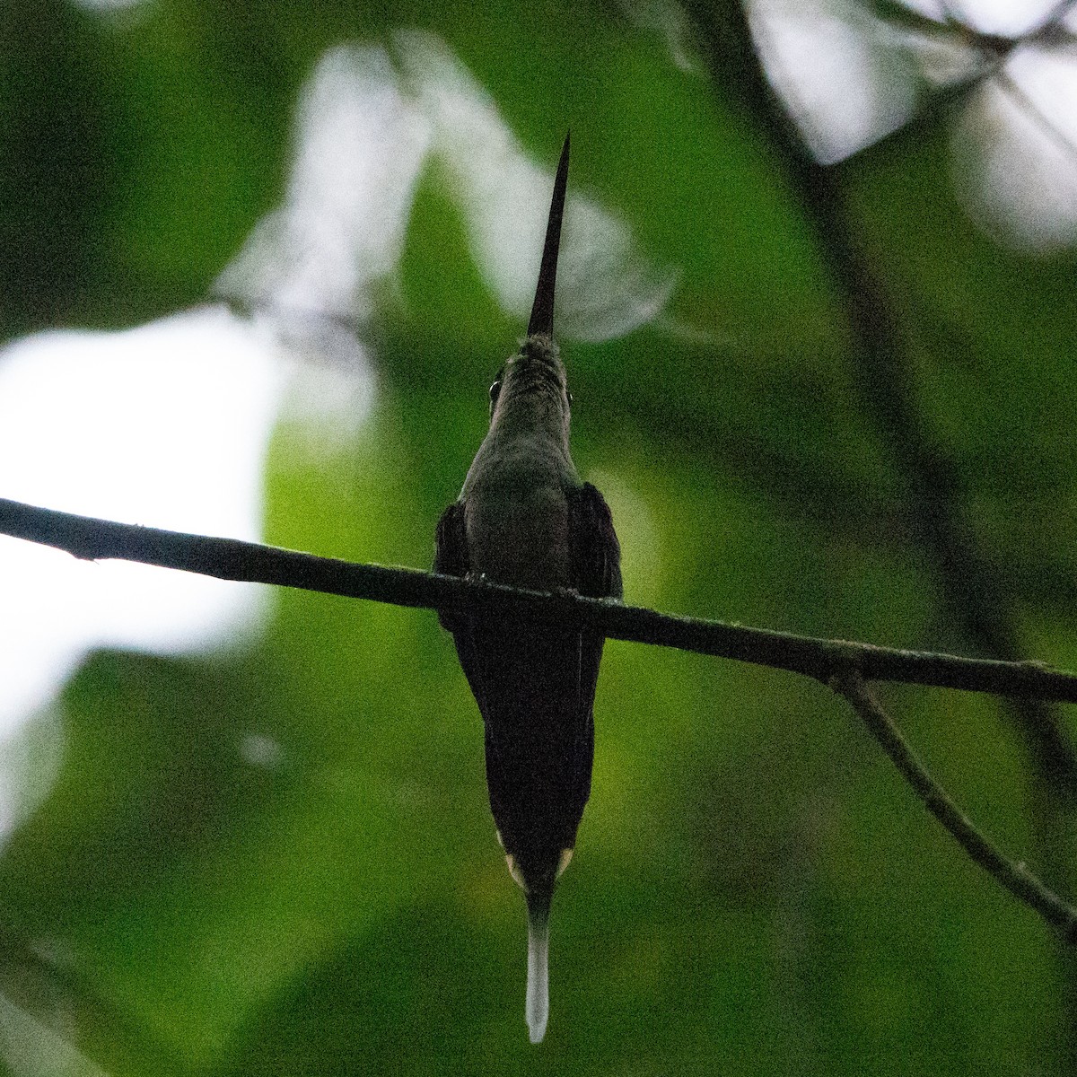 Long-billed Hermit - ML642130410