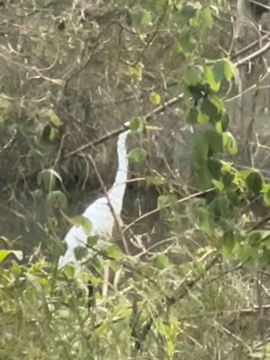 Great Egret - ML642130439