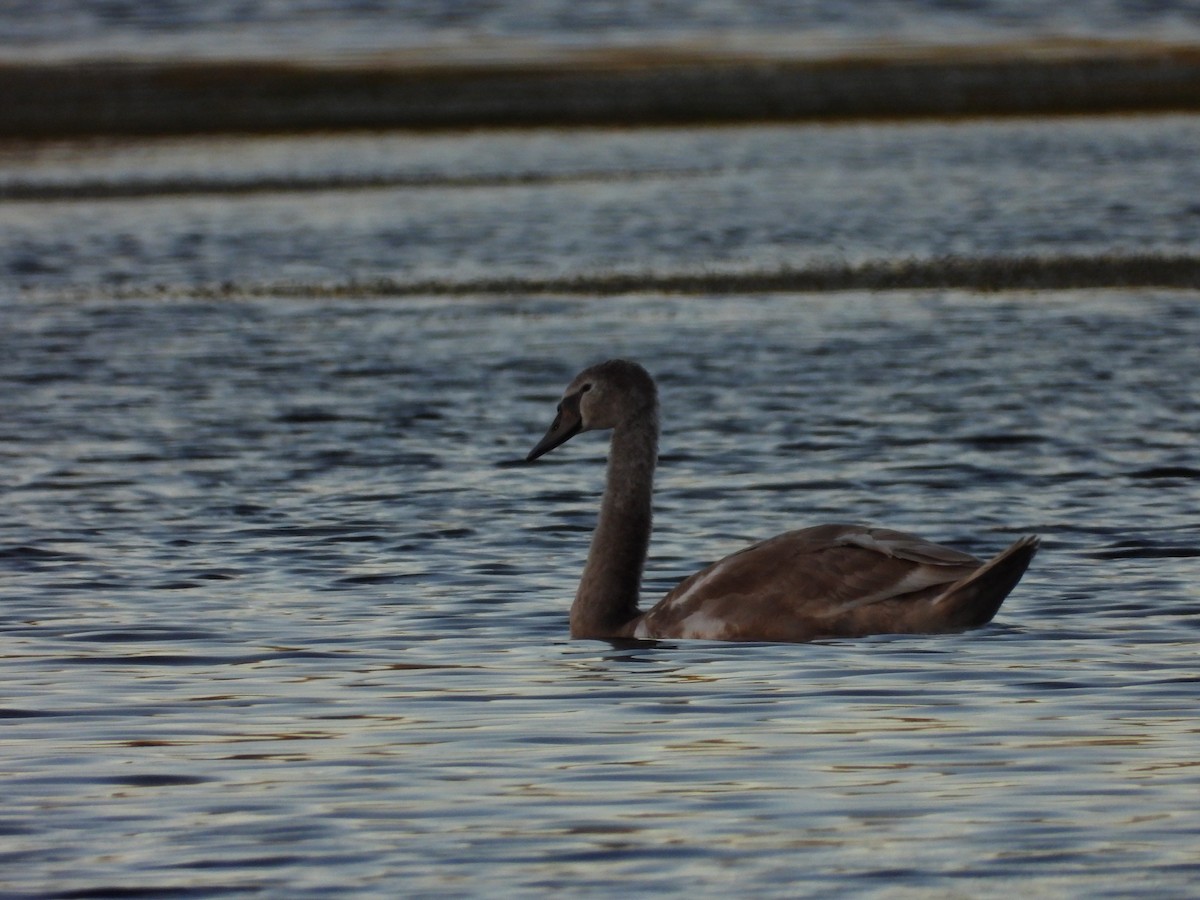 Cygne tuberculé - ML642130440
