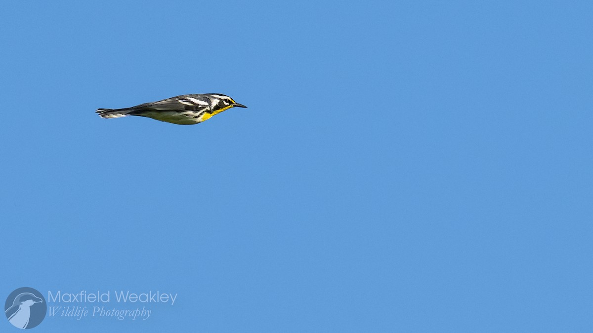 Yellow-throated Warbler (dominica/stoddardi) - ML642130458