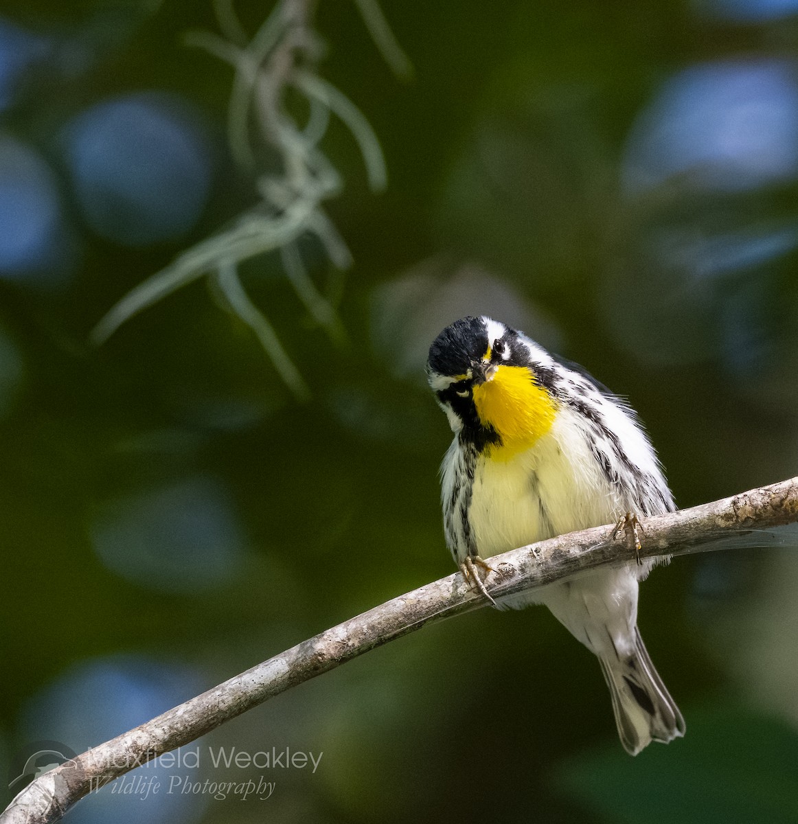 Yellow-throated Warbler (dominica/stoddardi) - ML642130460