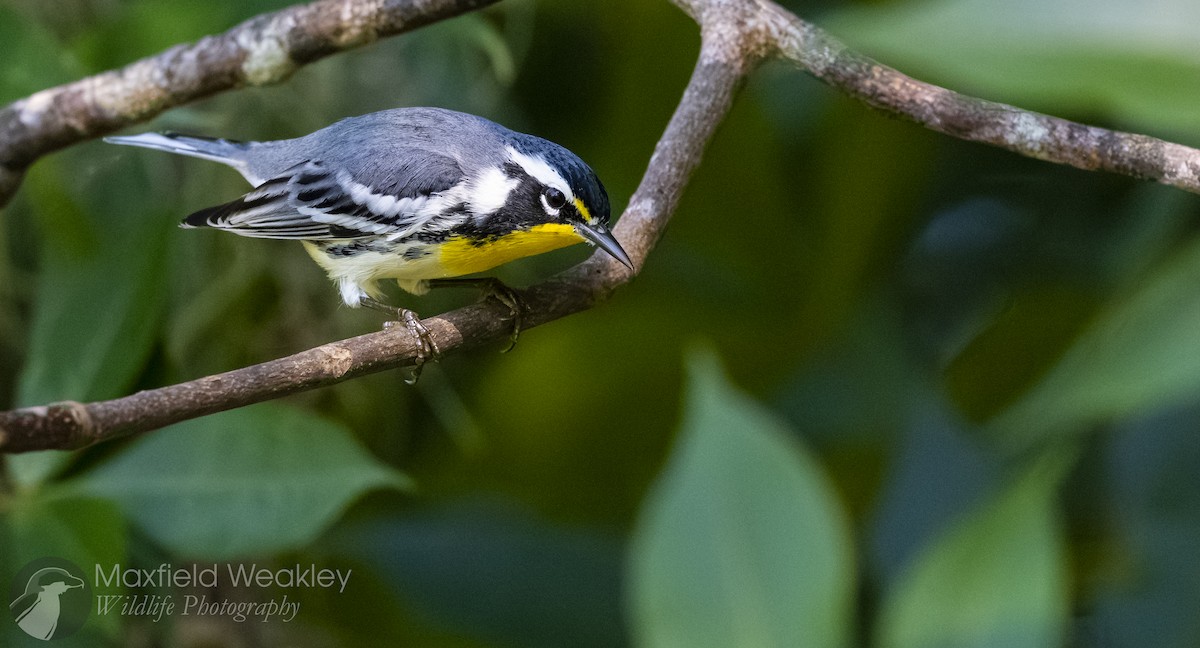 Yellow-throated Warbler (dominica/stoddardi) - ML642130461