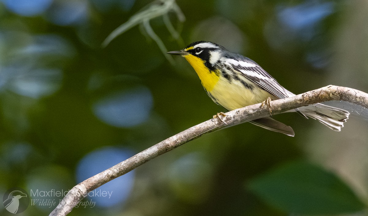 Yellow-throated Warbler (dominica/stoddardi) - ML642130462