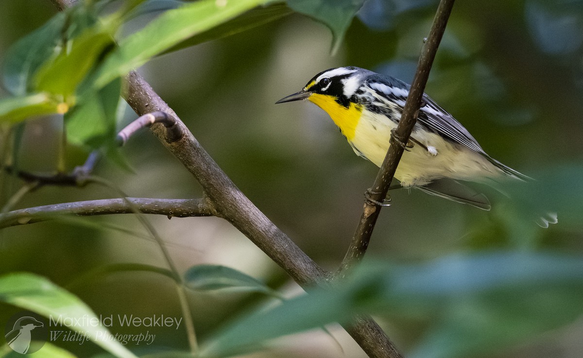 Yellow-throated Warbler (dominica/stoddardi) - ML642130463