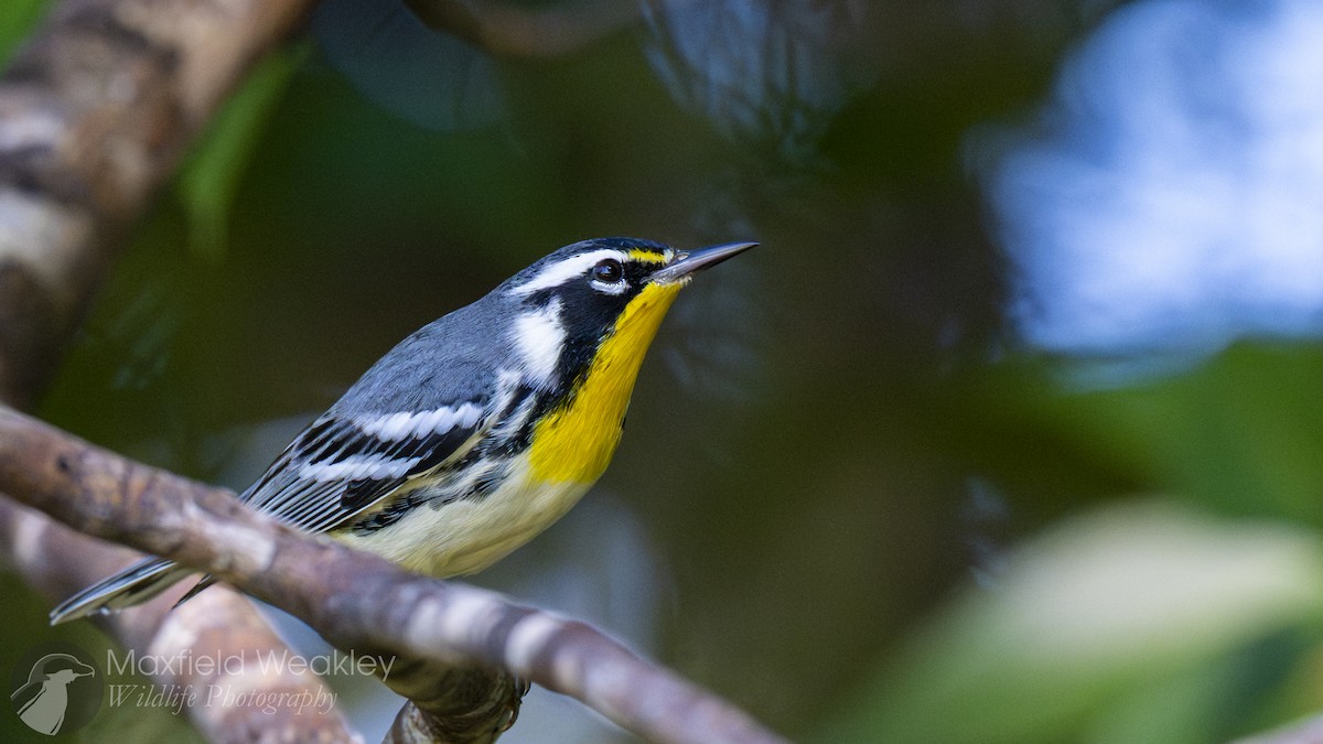 Yellow-throated Warbler (dominica/stoddardi) - ML642130464