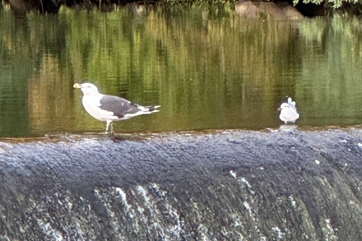 Great Black-backed Gull - ML642130467