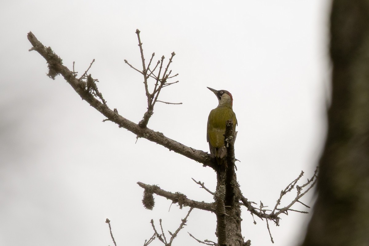 Eurasian Green Woodpecker - ML642130468