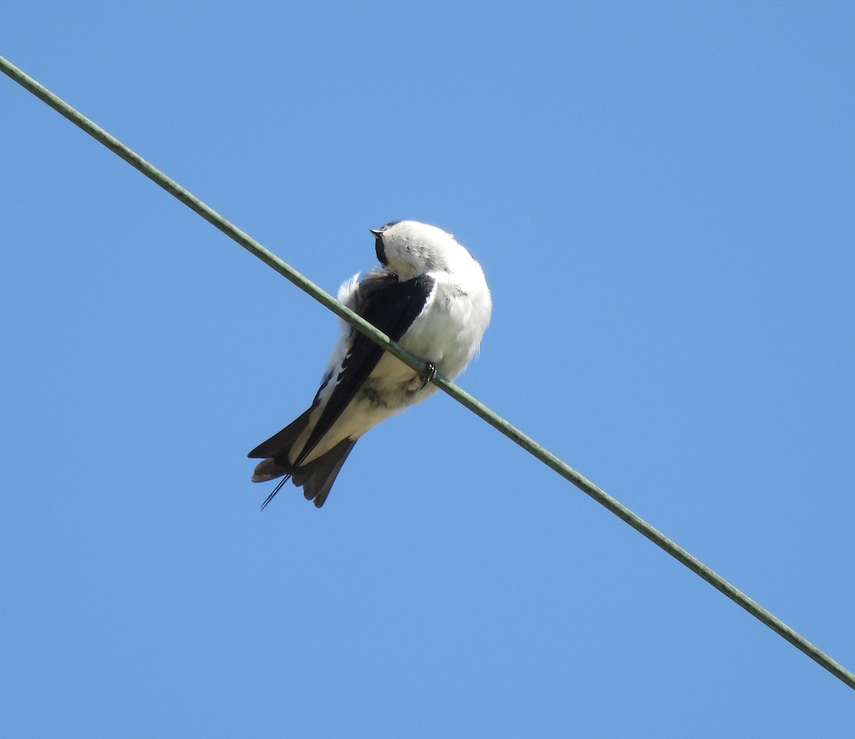 Violet-green Swallow - ML642130474