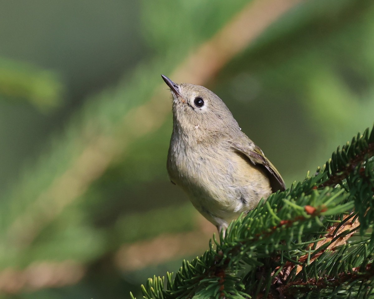 Ruby-crowned Kinglet - ML642130478