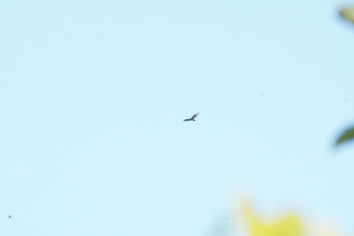 Turkey Vulture - ML642130481
