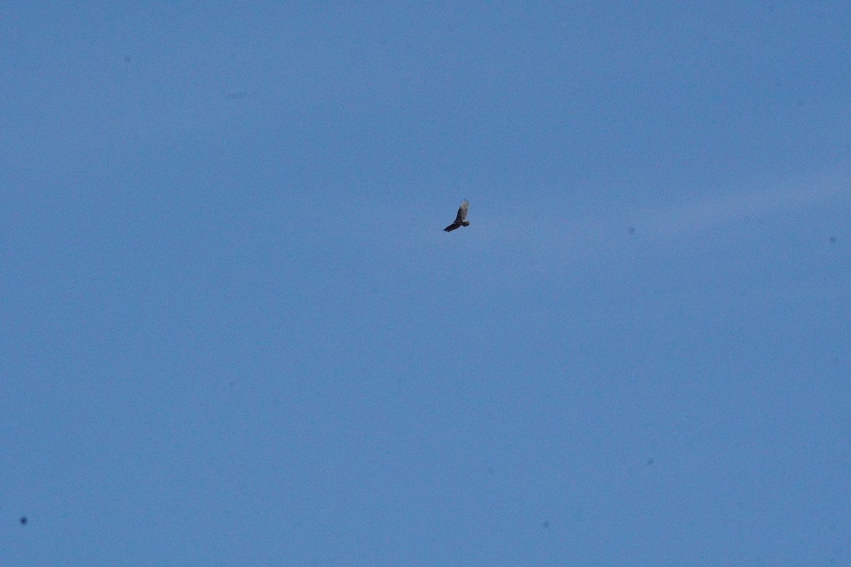 Turkey Vulture - ML642130482