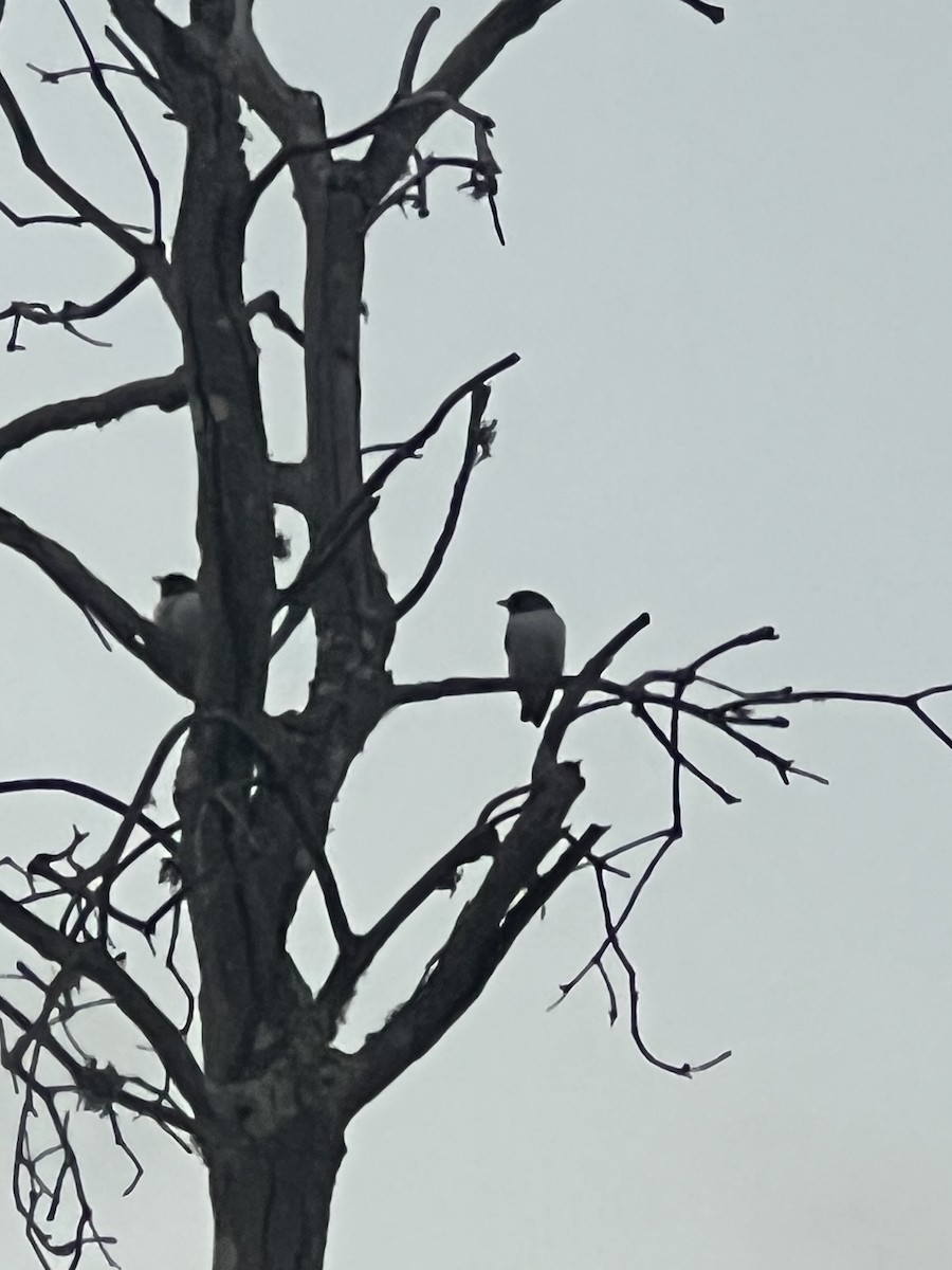 White-breasted Woodswallow - ML642130518