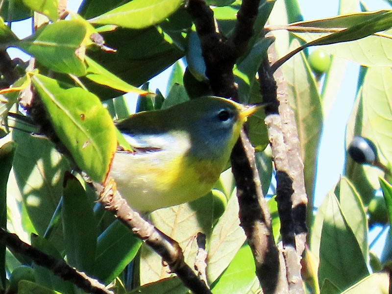 Northern Parula - ML642130520