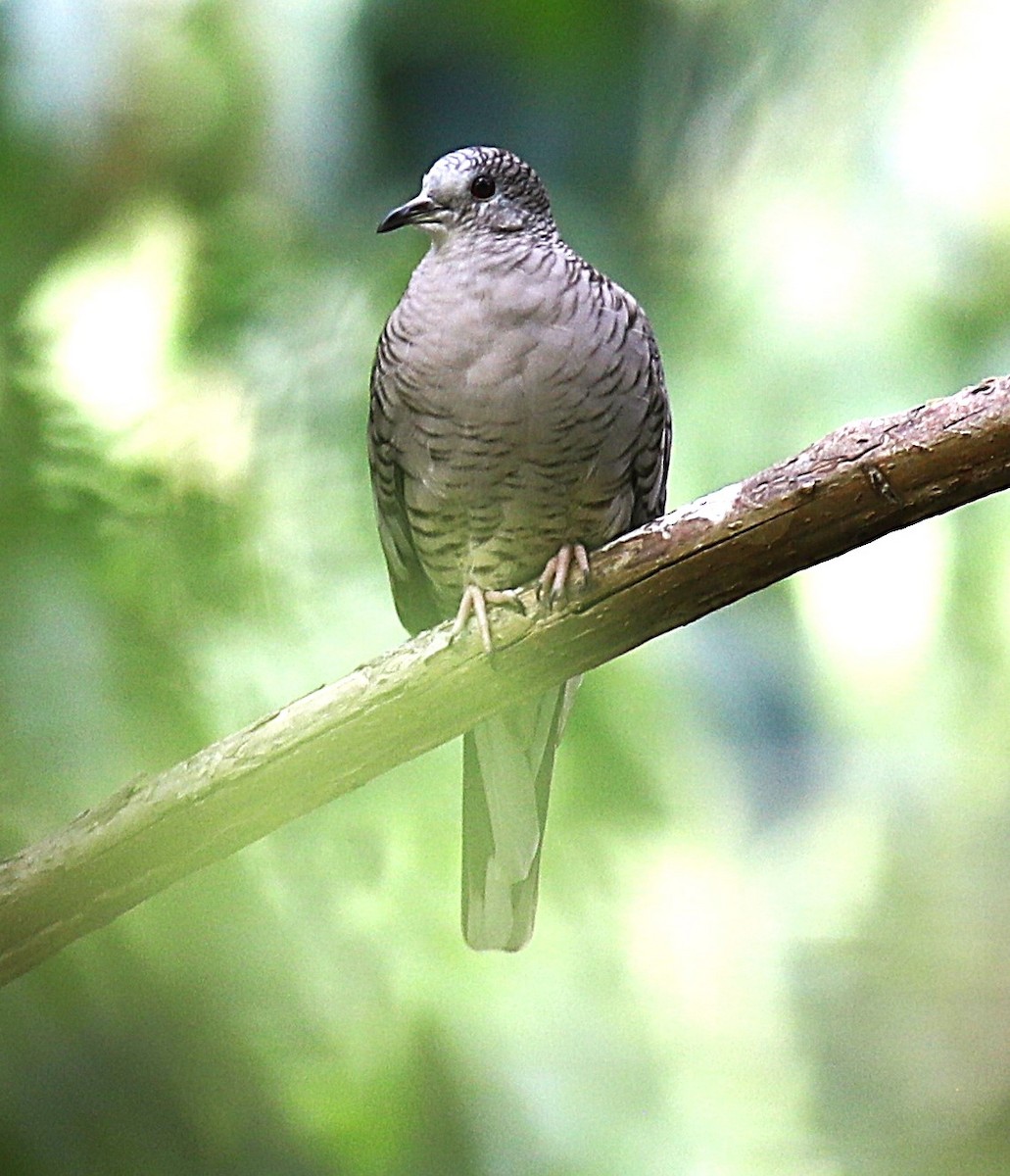 Inca Dove - ML642130528