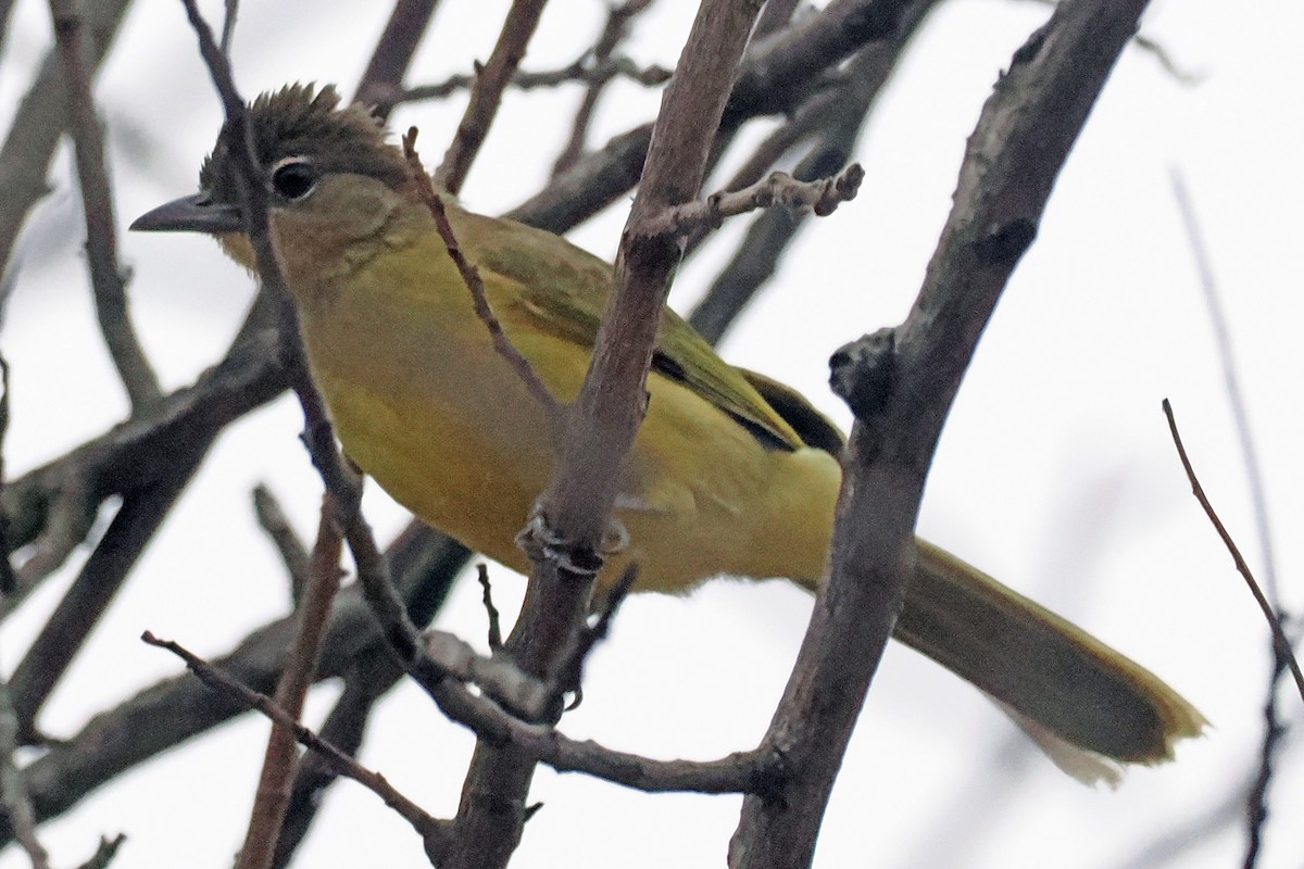 Yellow-bellied Greenbul - ML642130533