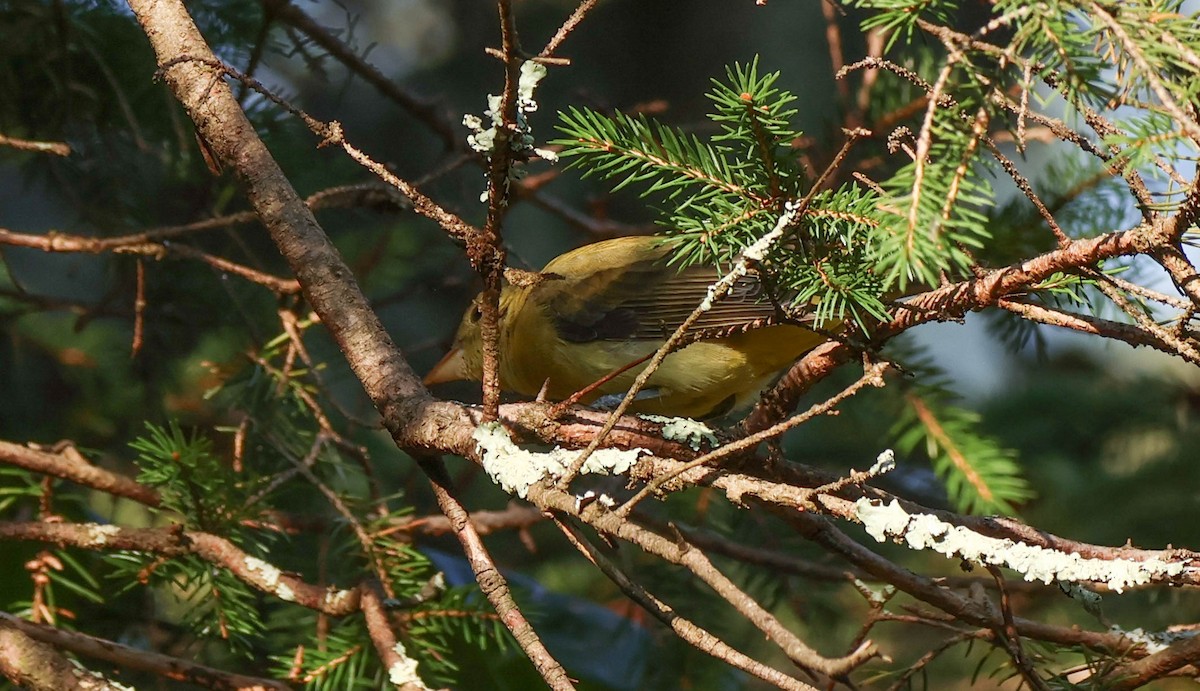 Scarlet Tanager - ML642130534