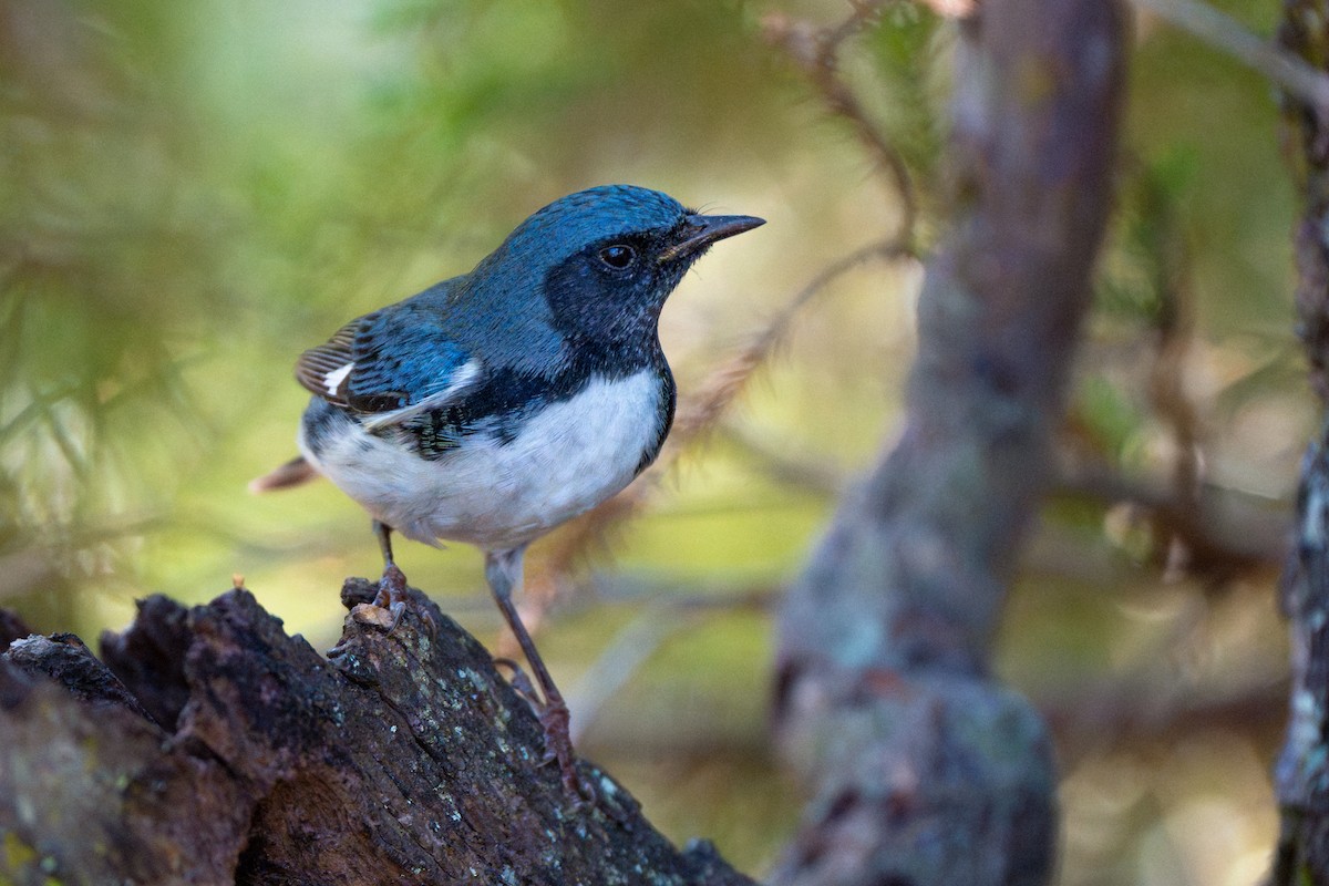 Black-throated Blue Warbler - ML642130535