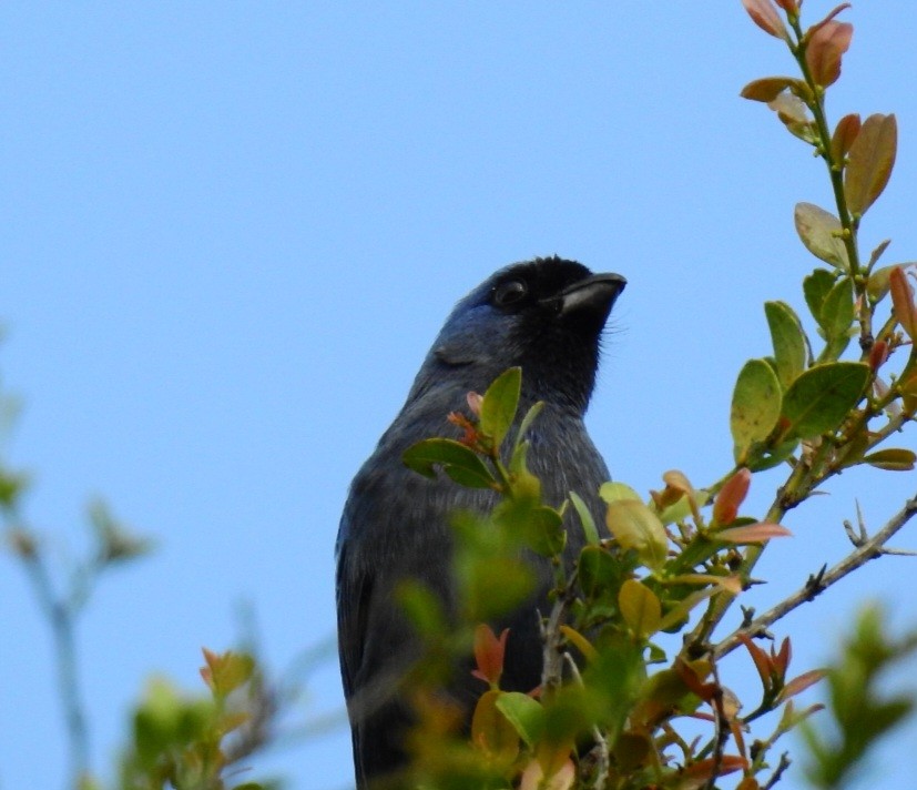 Diademed Tanager - ML642130536