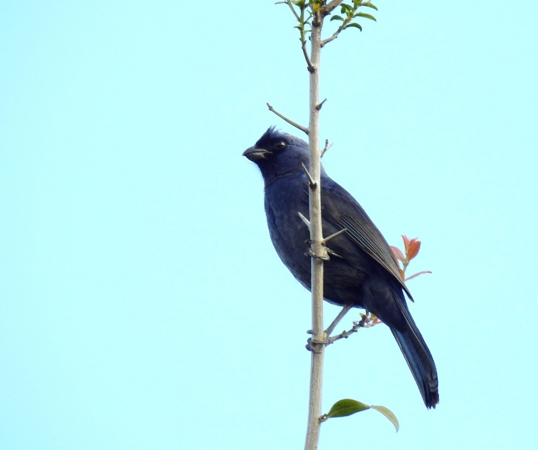 Diademed Tanager - ML642130537