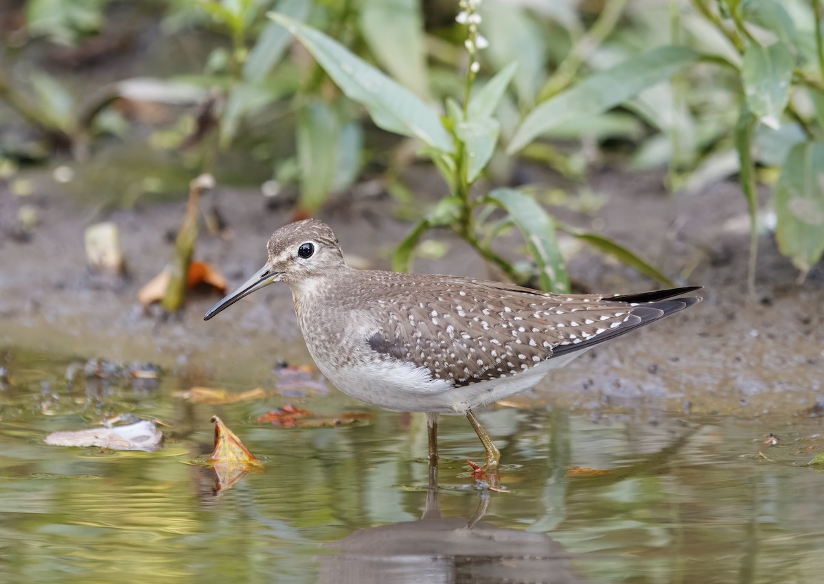Einsiedelwasserläufer - ML642130559