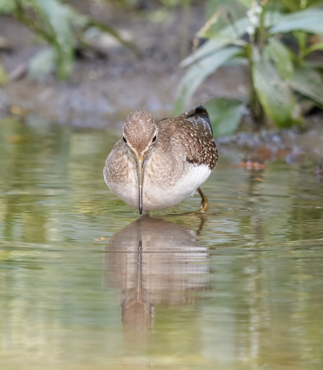 Einsiedelwasserläufer - ML642130575