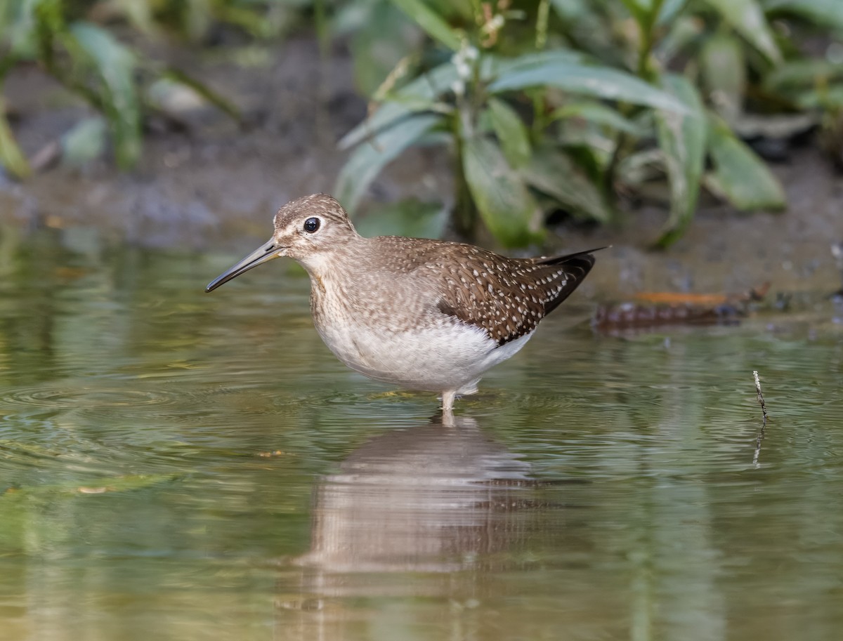 Einsiedelwasserläufer - ML642130576