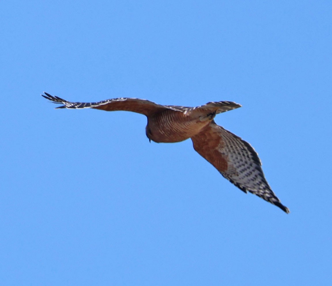 Red-shouldered Hawk - ML642130578