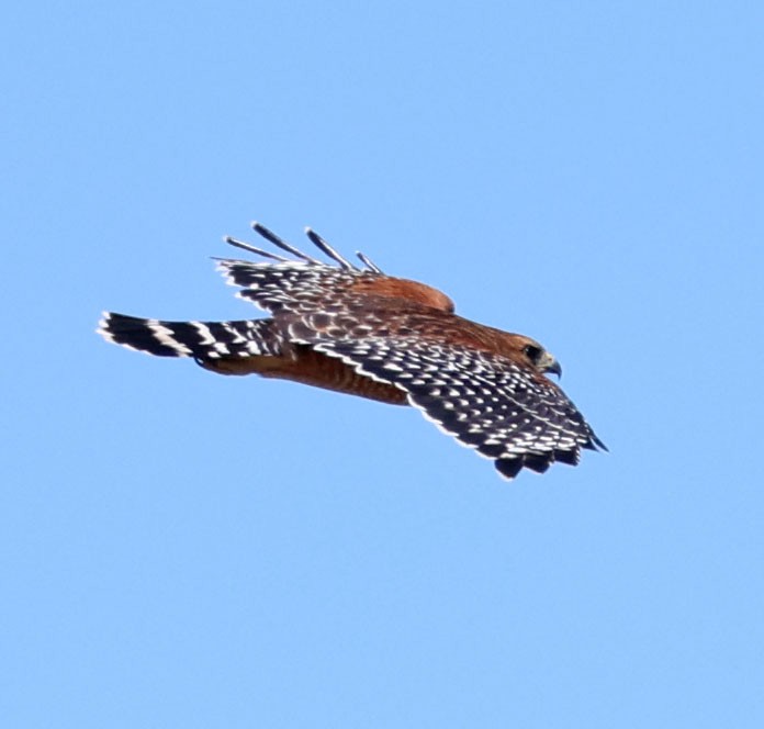 Red-shouldered Hawk - ML642130579